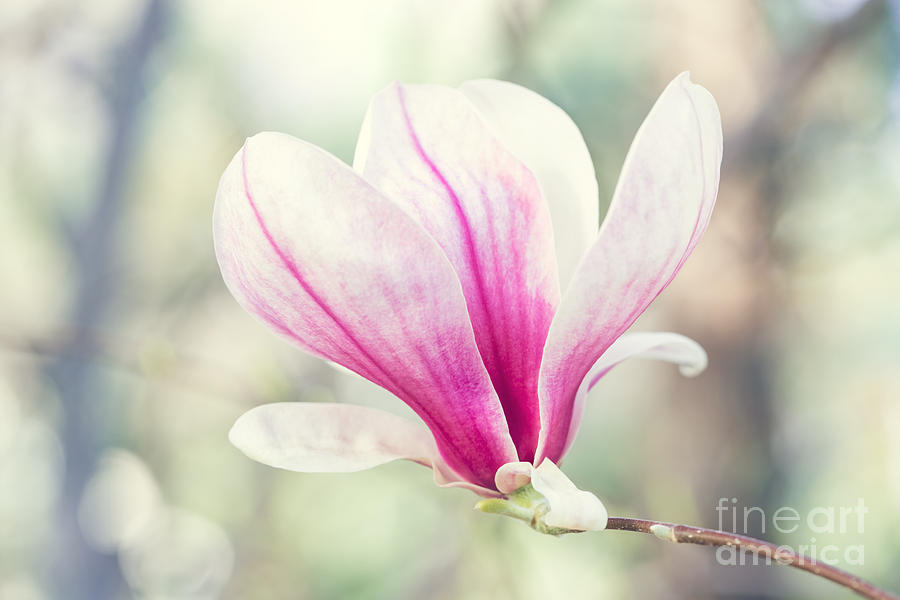 Magnolia Movie Photograph - Magnolia flowers by Mariusz Blach