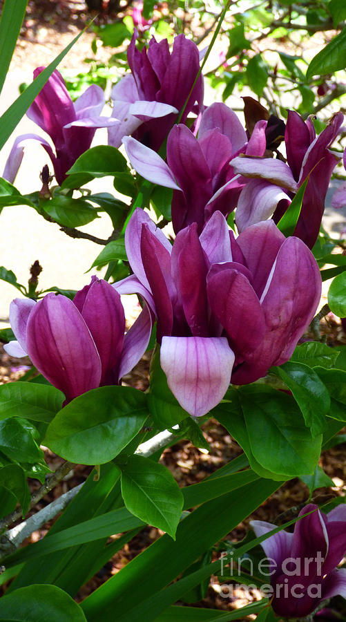 Magnolia Flowers Photograph by Trudee Hunter