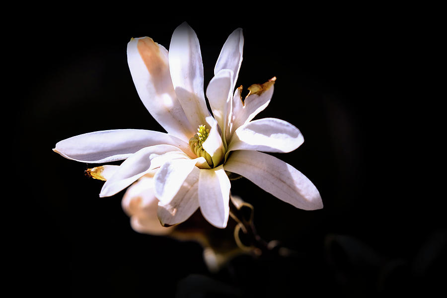 Magnolia #g3 Photograph by Leif Sohlman