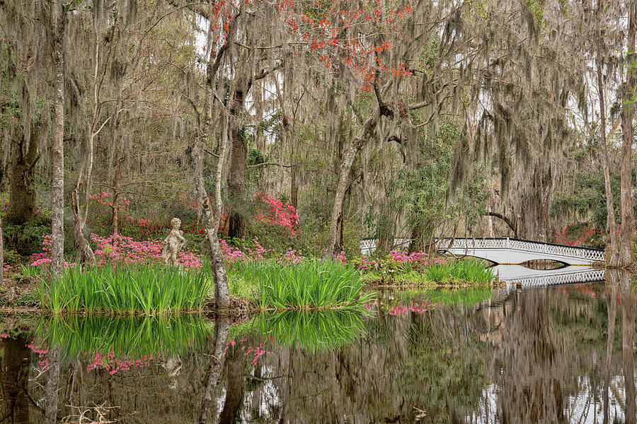 Magnolia Gardens Photograph By Stephen Mccloskey - Fine Art America