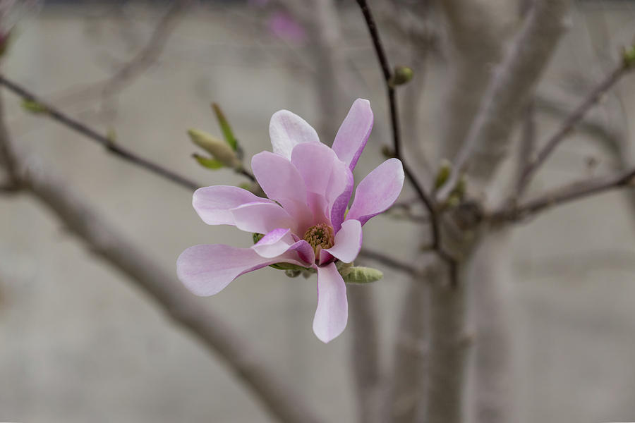 Magnolia  Photograph by Georgia Mizuleva
