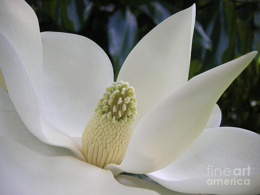 Nature Photograph - Magnolia Gracing The Day by Lucyna A M Green