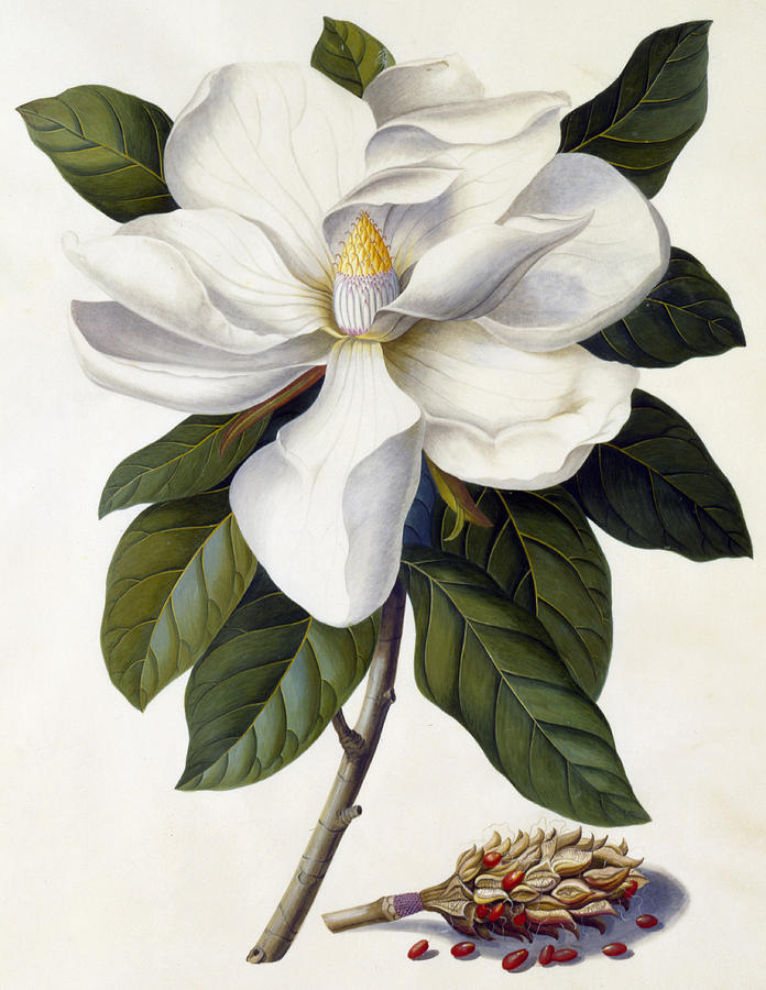 Magnolia Grandiflora Painting - Magnolia grandiflora by Georg Dionysius Ehret