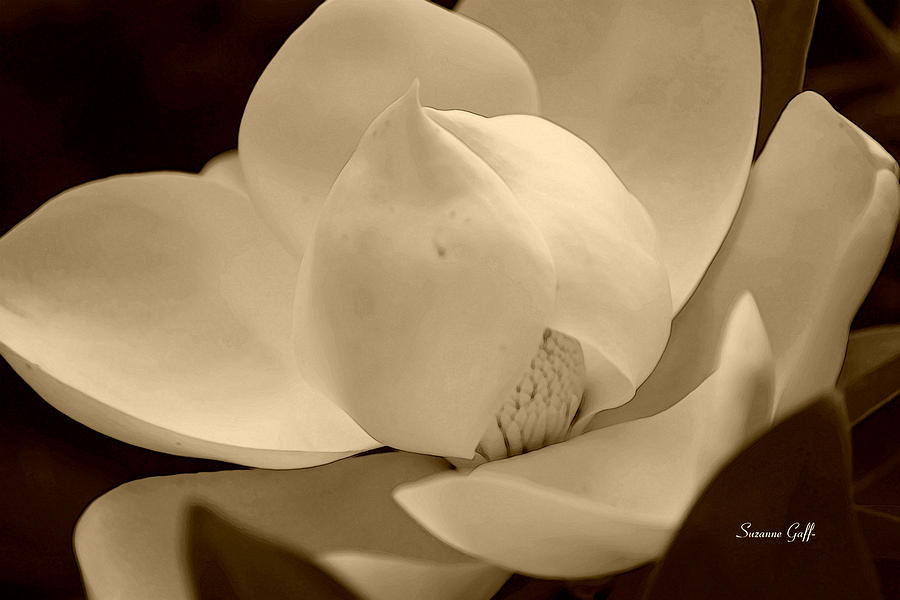 Magnolia grandiflora in sepia Photograph by Suzanne Gaff