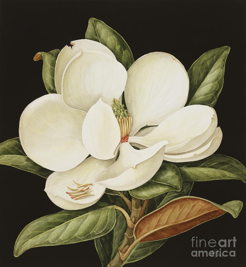 Magnolia Grandiflora Painting by Jenny Barron