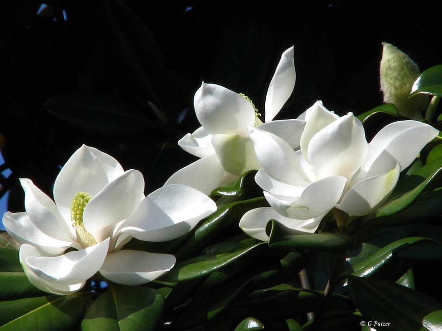 Flowers Still Life Photograph - Magnolia by Greg Patzer