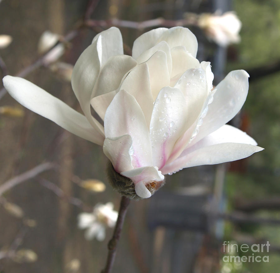 Magnolia Photograph by Haleh Mahbod
