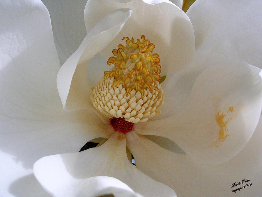 Magnolia Happiness Photograph by Michele Penn