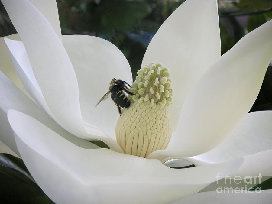 Magnolia Honey Photograph by Lucyna A M Green