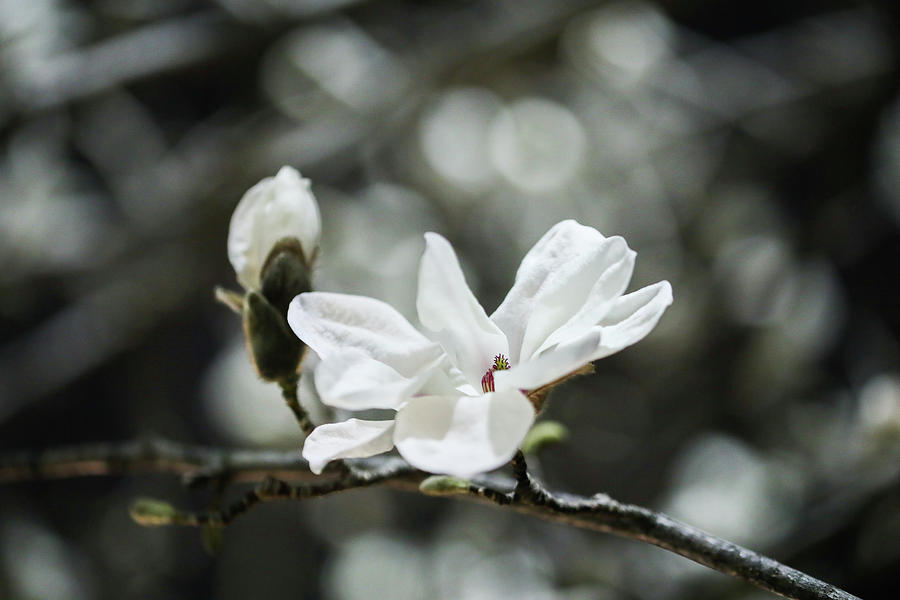 magnolia II Photograph by Hyuntae Kim