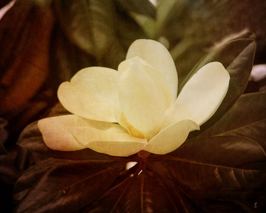 Magnolia III Photograph by Jai Johnson