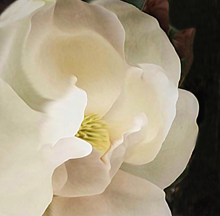Magnolia in 3D Photograph by Doris Aguirre