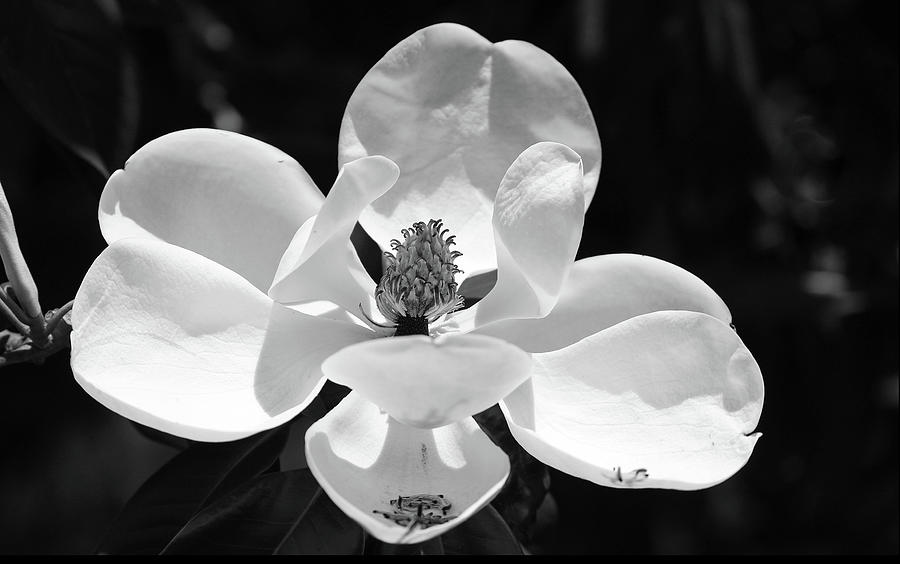 Magnolia In Black And White Photograph by Cynthia Guinn