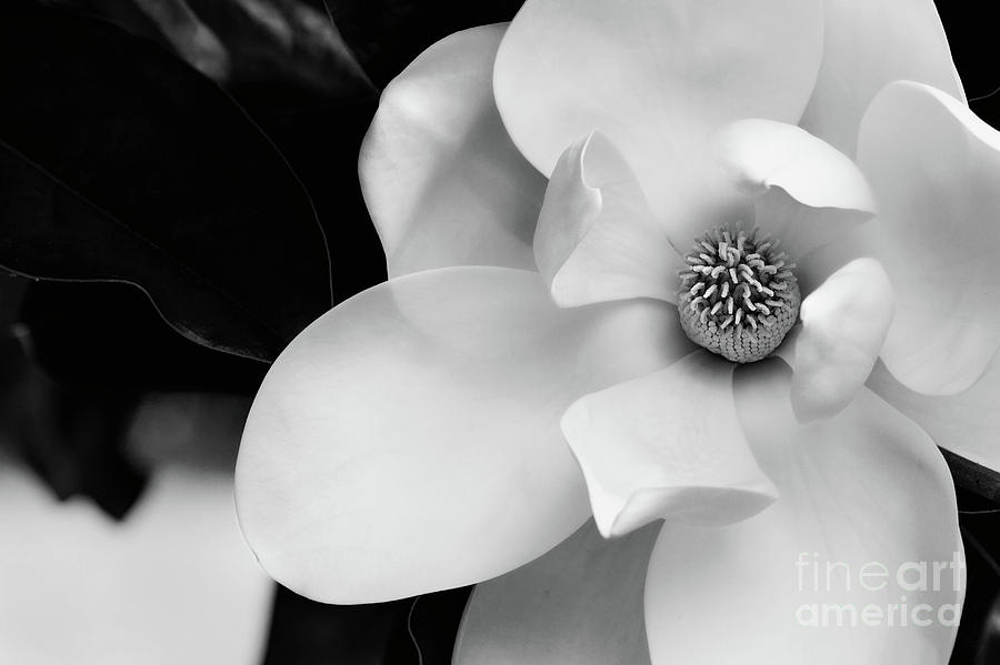 Magnolia in Black and White  Photograph by Stephanie Frey