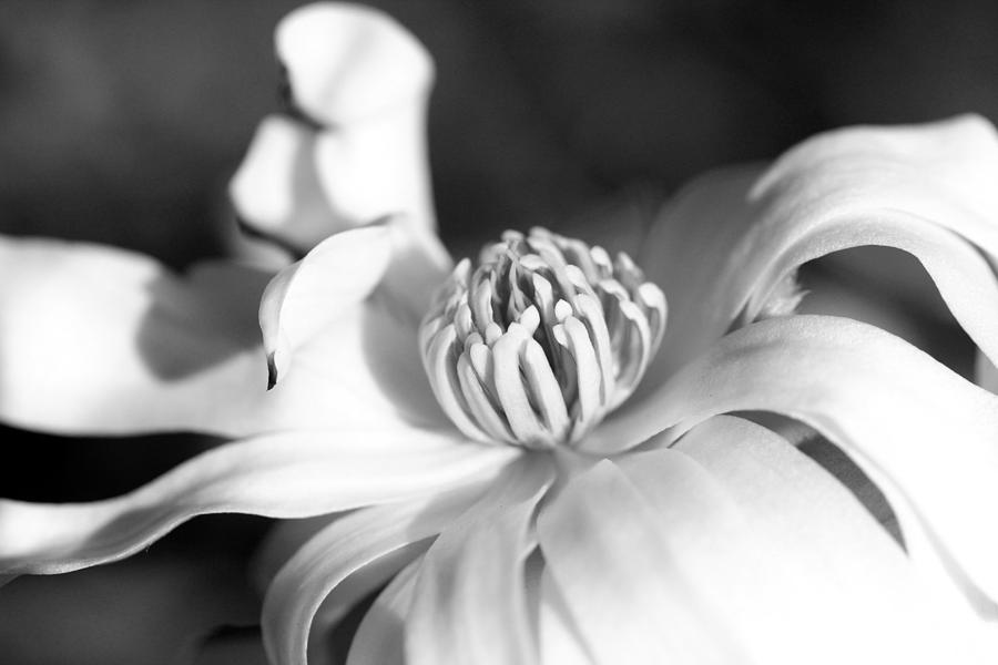 Magnolia In Bloom Black and White Photograph by Trina Ansel