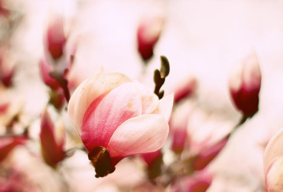 Magnolia in Bloom Photograph by Jessica Jenney