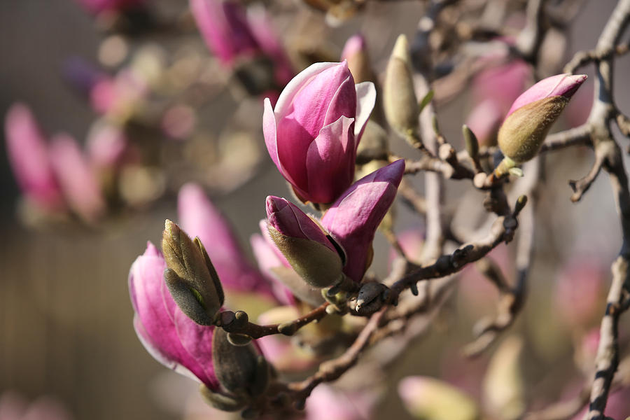 Magnolia In Bloom Photograph by Theresa Campbell