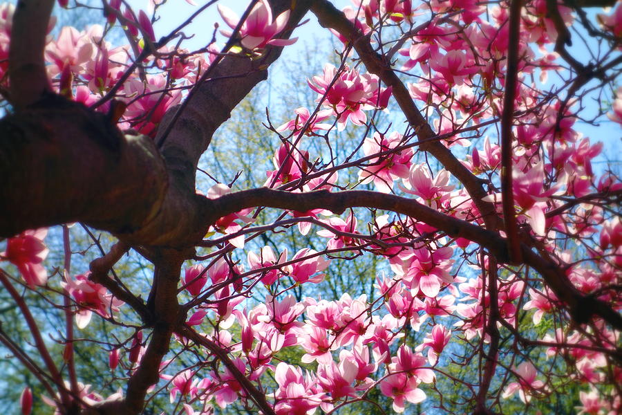 Magnolia in Blossom Photograph by Valentino Visentini