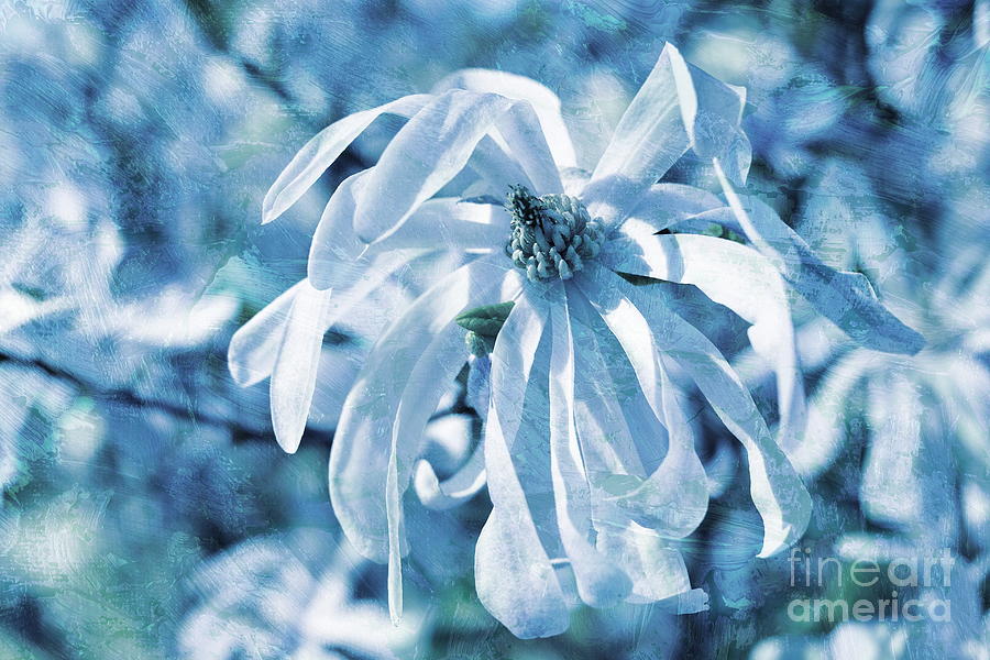 Magnolia In Blue Photograph by Dariusz Gudowicz