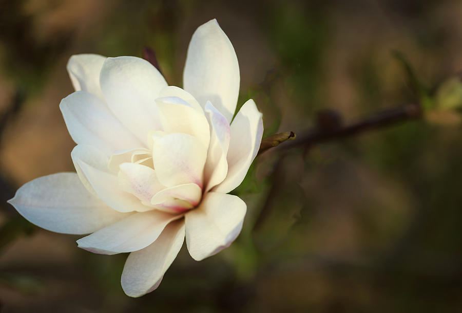 Magnolia in Evening Sun Photograph by Joni Eskridge