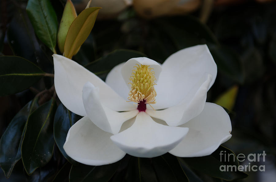 Magnolia Movie Photograph - Magnolia in Full Bloom by Dale Powell