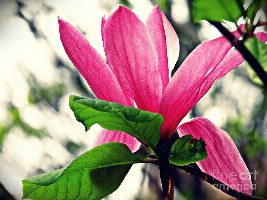 Magnolia in Pink  Photograph by Sarah Loft