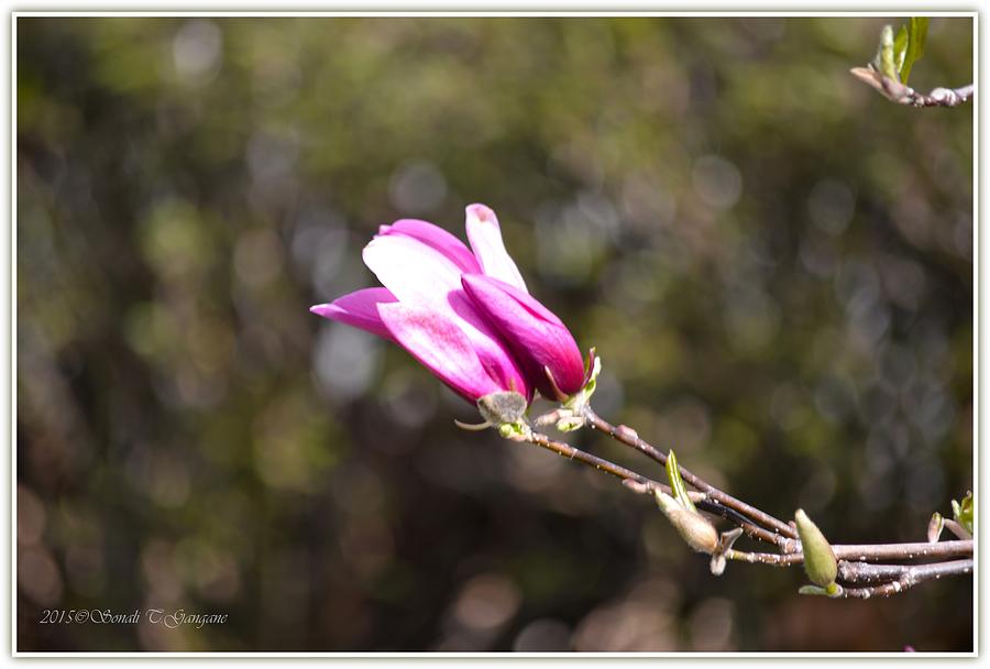 Magnolia in Pink Photograph by Sonali Gangane