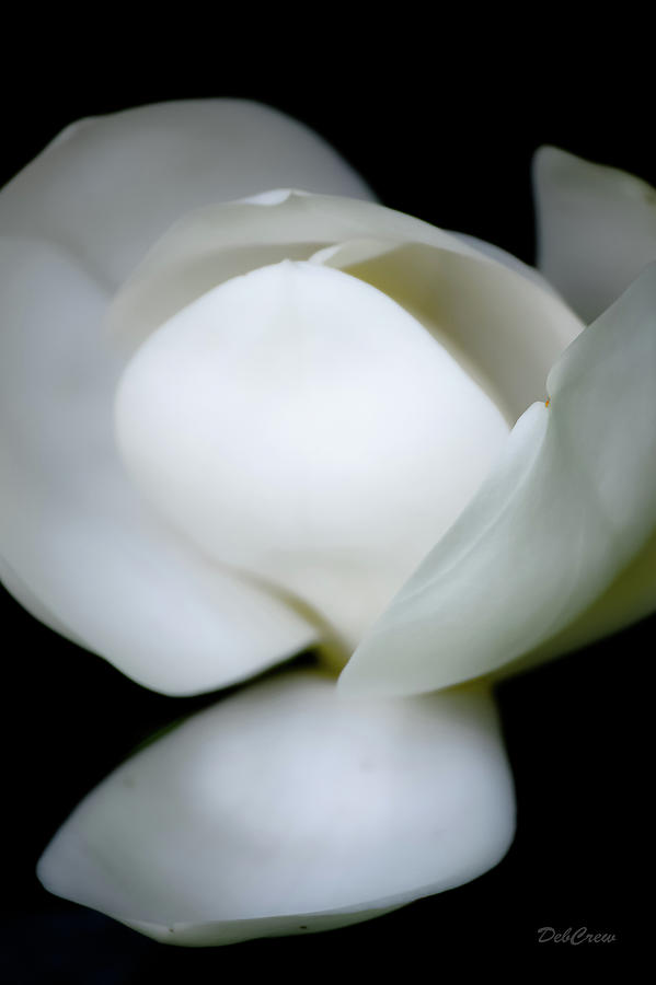 Magnolia In Pose Photograph by Deborah  Crew-Johnson