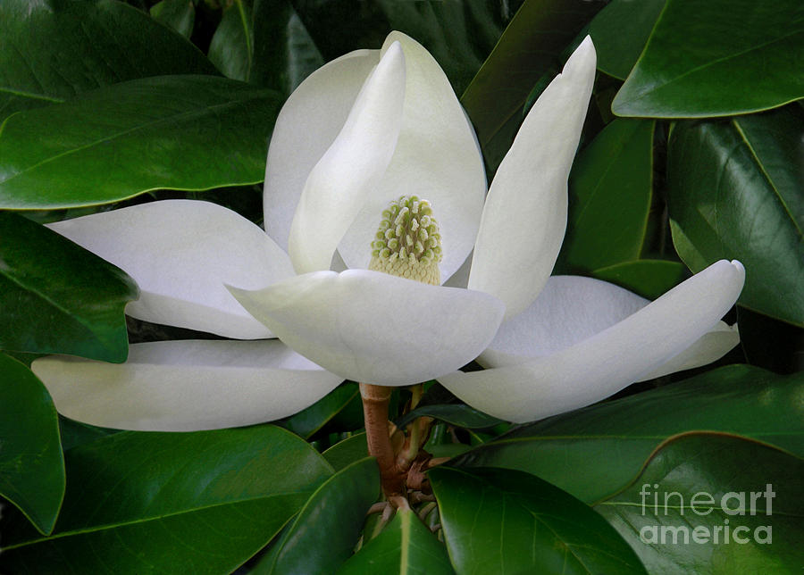 Magnolia In Profile Photograph by Lucyna A M Green