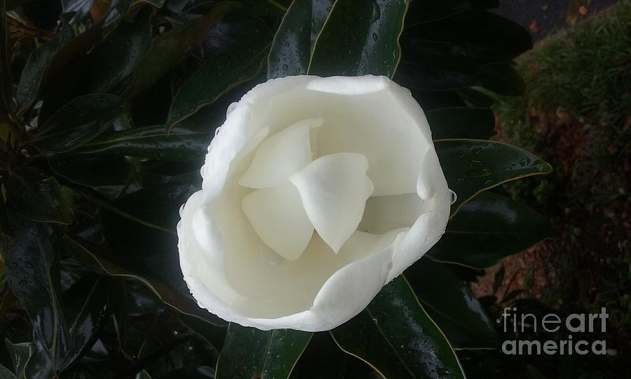 Magnolia In Rain Photograph by Seaux-N-Seau Soileau
