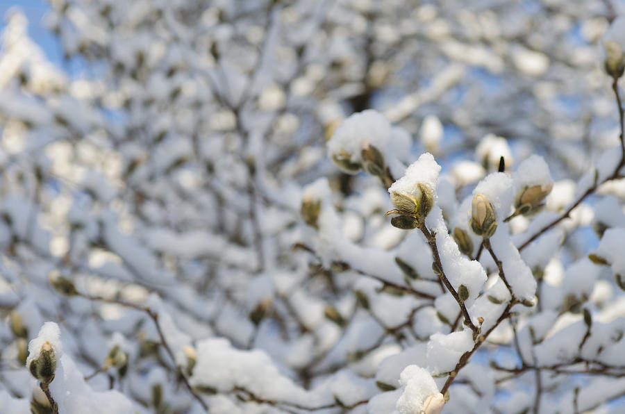 Magnolia In Snow II Photograph by Marianne Campolongo