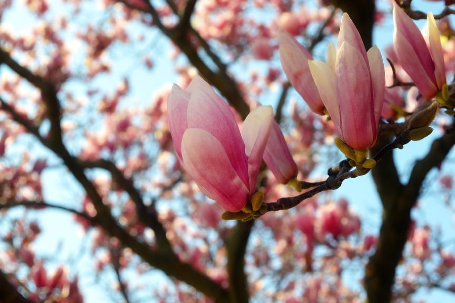 Magnolia in Spring Photograph by Michelle Calkins