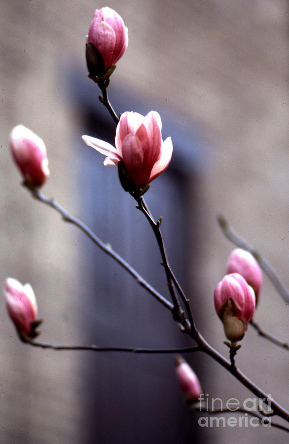 Magnolia in the City Photograph by Erik Falkensteen