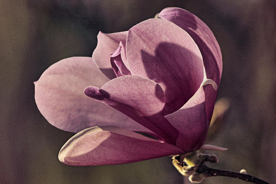Magnolia in the Morning Lavender Photograph by Theo OConnor