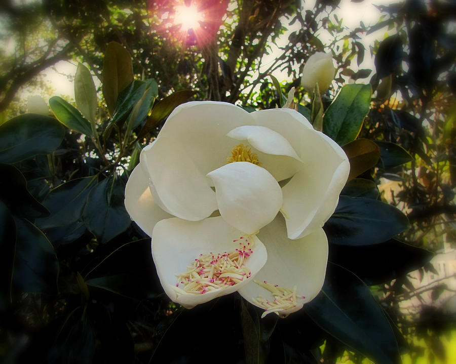 Magnolia in the Morning Photograph by Peggy Urban