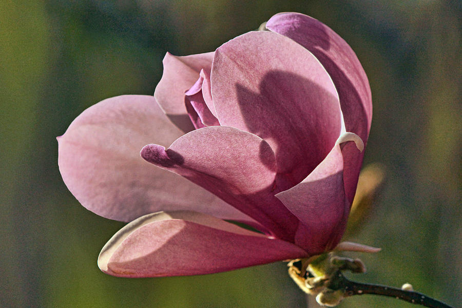 Magnolia in the Morning Photograph by Theo OConnor