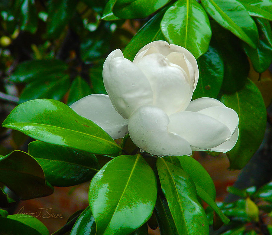 Magnolia In The Rain Photograph by Robert J Sadler