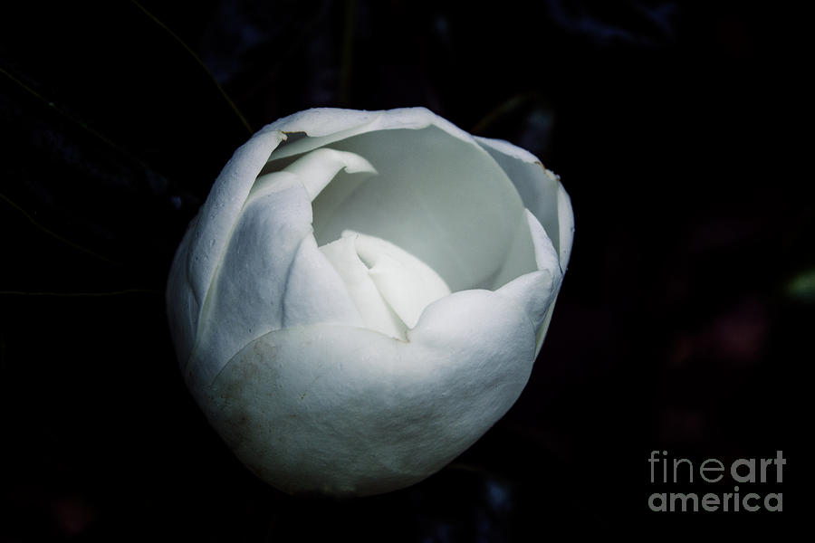 Magnolia in the Spotlight Photograph by Roberta Byram