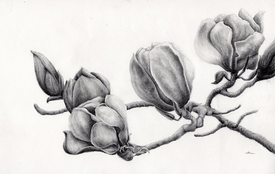 Magnolia Movie Drawing - Magnolia by Ina Digby