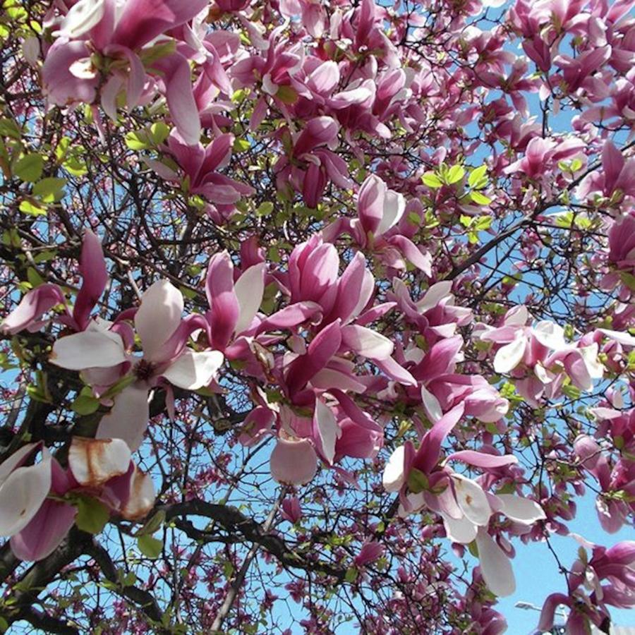 Magnolia Movie Photograph - Magnolia Is Spring Flowers
:
language by Sakura Eyes