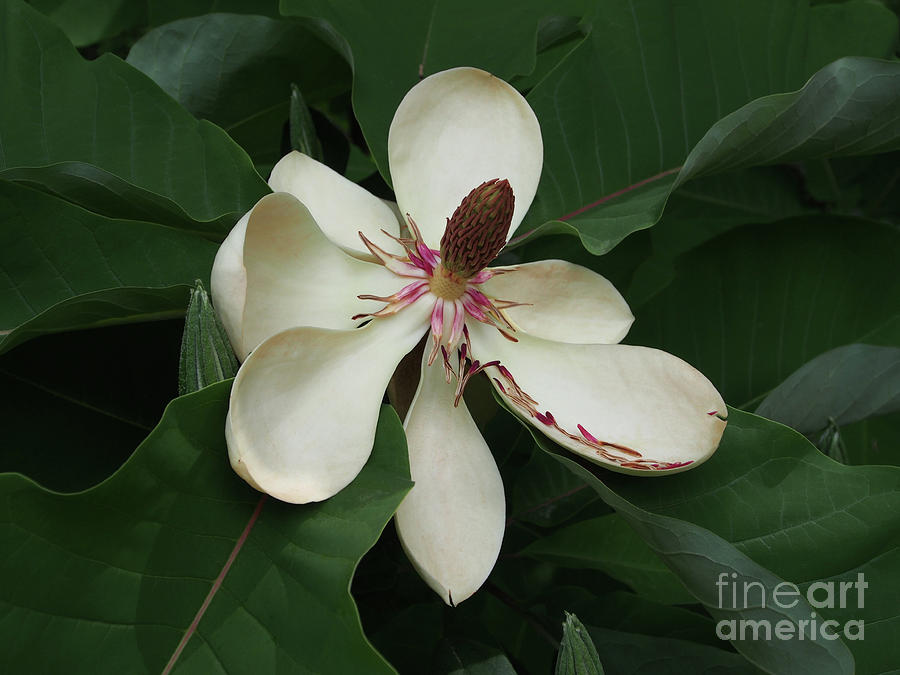 Magnolia  Photograph by Jacklyn Duryea Fraizer