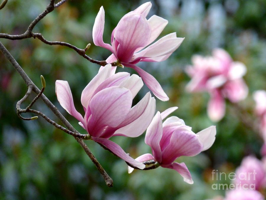 Magnolia Photograph by Jean Wright