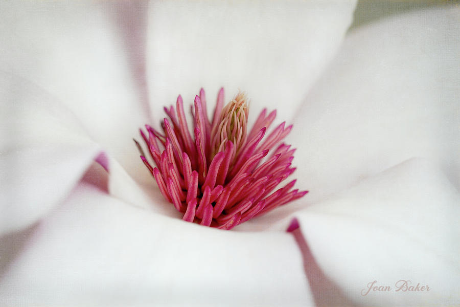 Magnolia Photograph by Joan Baker