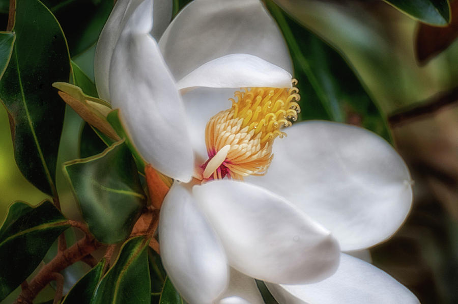 Magnolia Photograph by Joe Benton