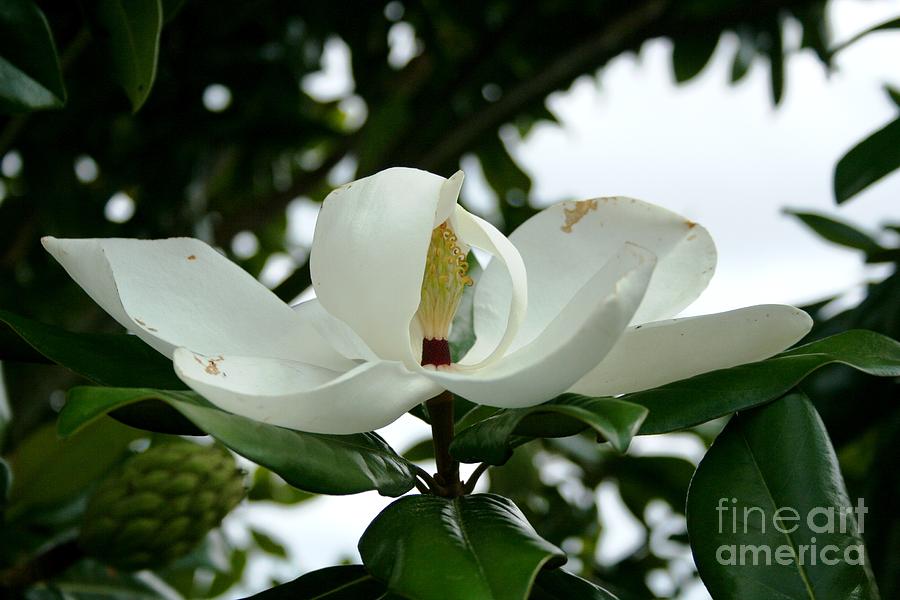 Magnolia Photograph by John Black