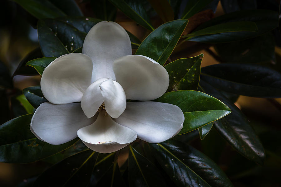 Magnolia Photograph by Kevin Giannini