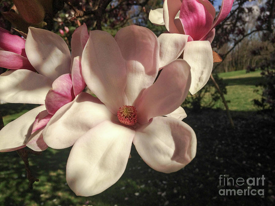 Magnolia Photograph by Kevin Gladwell