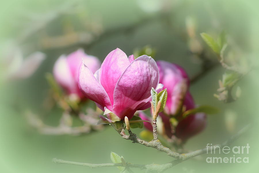 Magnolia Photograph by Leone Lund