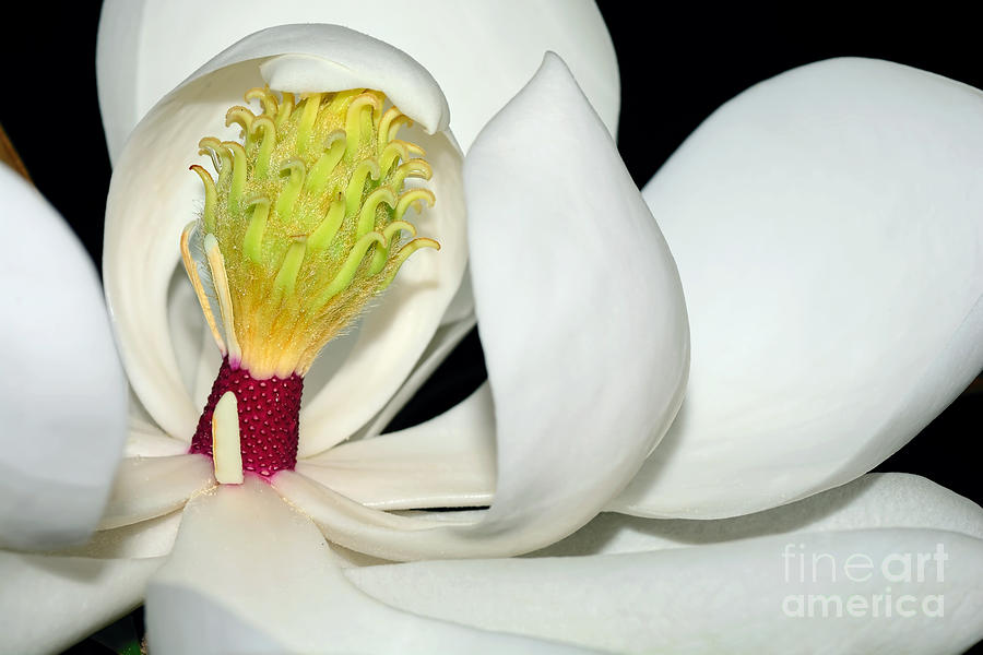 Magnolia Little Gem by Kaye Menner Photograph by Kaye Menner