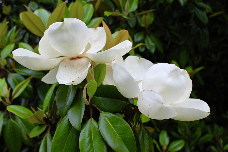 Magnolia Lovers Flirting Photograph by M E